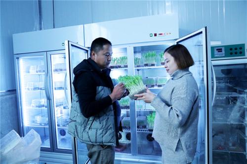 龙台镇：打造玉米“芯片”   保障粮食安全