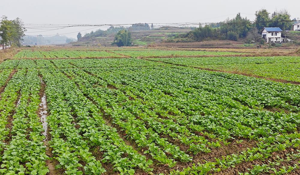 视频新闻|龙台镇：万亩油菜青帐起  春暖花开迎游客