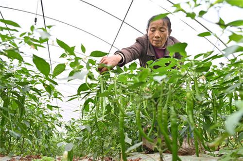 东兴区：校地合作推动农业升级 餐桌经济助力农民增收