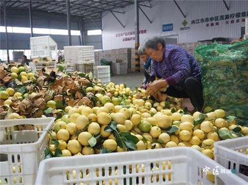 内江市市中区“酸柠檬”成为“甜城”新名片