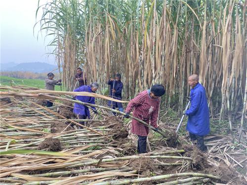简阳市：因地制宜发展特色产业 开启乡村振兴新局面