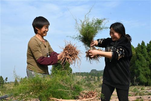 东兴区：天冬产业助力乡村振兴