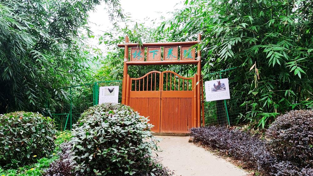 青神县：抓住“鸡”遇促发展  乡村振兴“加速跑”