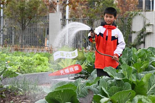 内江市：“校园农场”学农耕