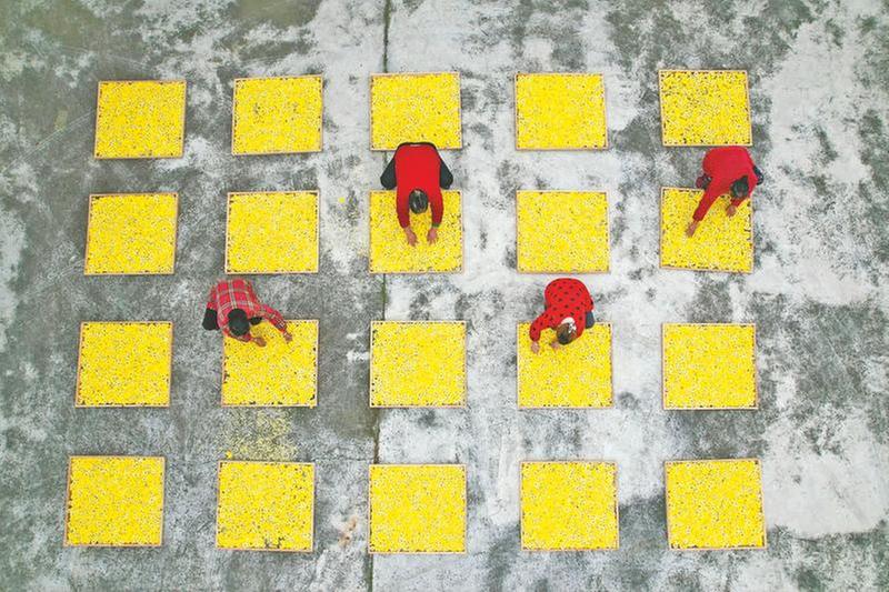 “花经济”扮靓振兴路