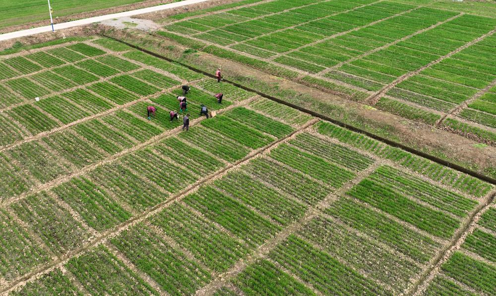 东兴区：小麦冬管忙 丰收有保障