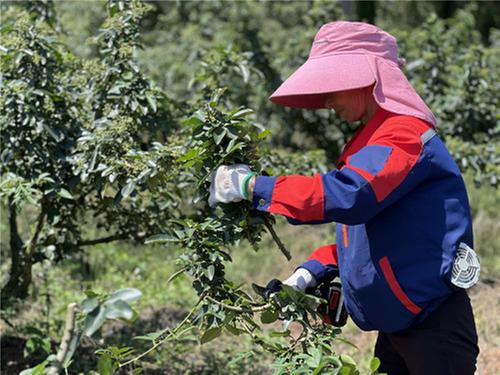 走进美丽乡村看振兴——洪雅县黄里村：激活土地要素 助推特色产业发展