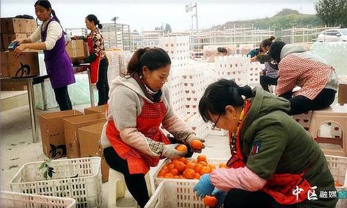 内江市市中区：从“川红橘”到“陈皮” 时间沉淀出“果中黄金”