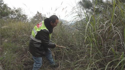 九龙镇多举措筑牢森林防火网