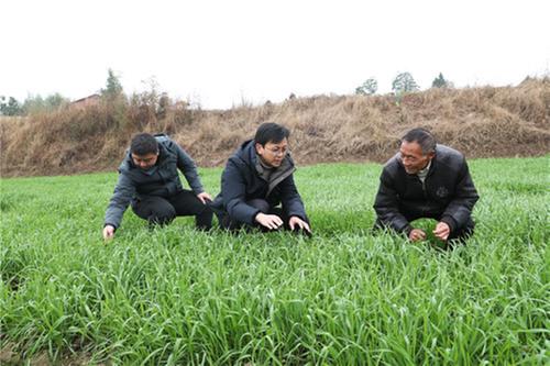 恒升镇：寒潮来袭！农技人员支招小麦油菜管护忙