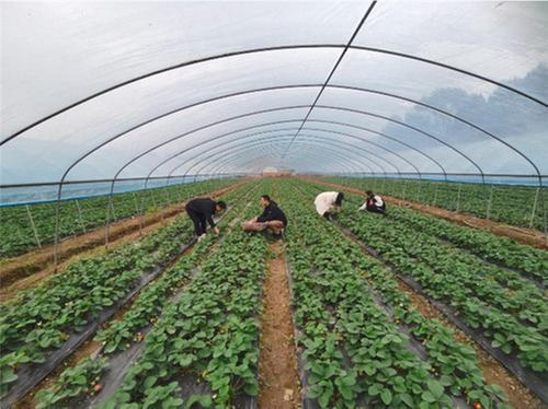 一面多点抓示范——成都东部新区福田街道的乡村振兴路