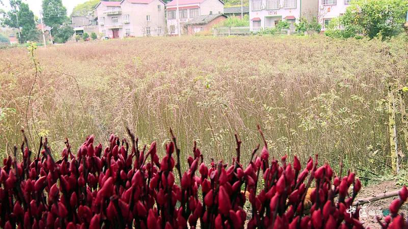 银柳变“银钱”！内江市市中区银柳产业开出致富花