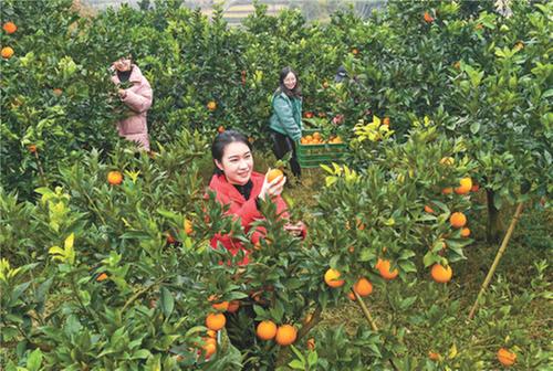 邻水县：让“中国脐橙之乡”金字品牌越擦越亮