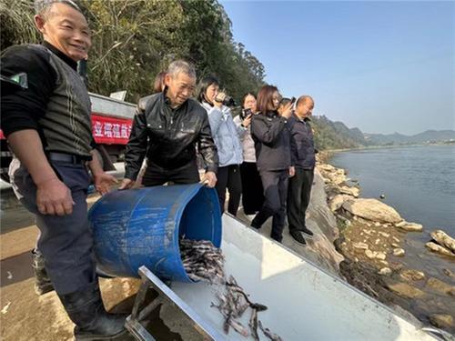 青神县：增殖放流持续开展  岷江生态显著改善