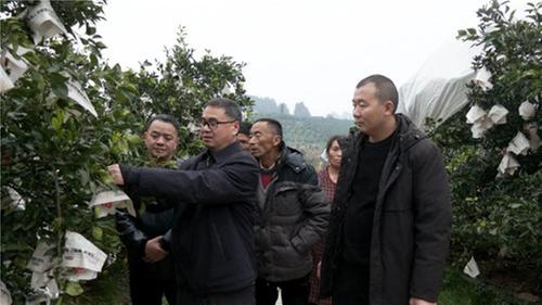 丹棱县：解锁“课堂+果园”模式 助力柑橘温暖过冬