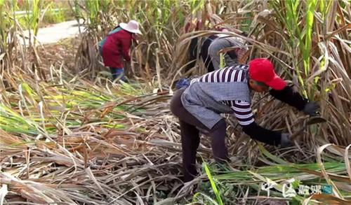 内江市市中区：甘蔗产业引领乡村振兴新篇章