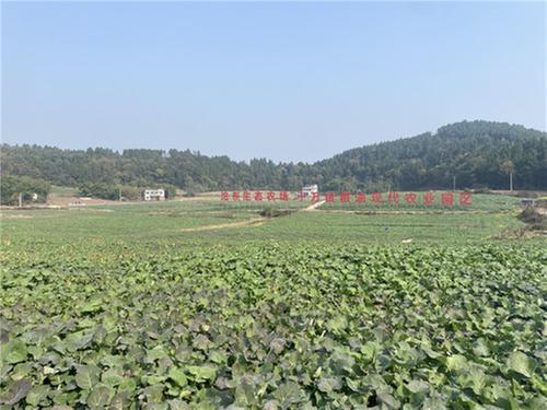 简阳市：农商文旅体融合发展 打造宜居宜业和美乡村