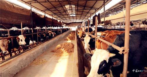 内江市市中区：打好特色产业牌 闯出致富振兴路