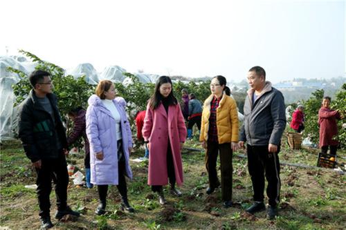 龙台镇：千亩春见耙耙柑 让荒山变身增收“花果山”