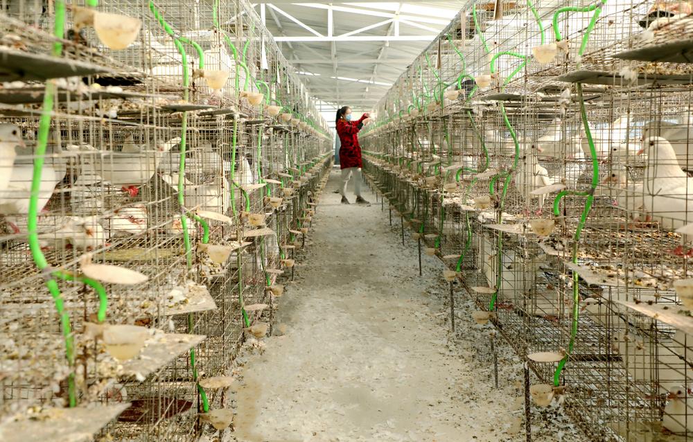 仁寿县：抱团发展  社员喜领养鸽“分红款”