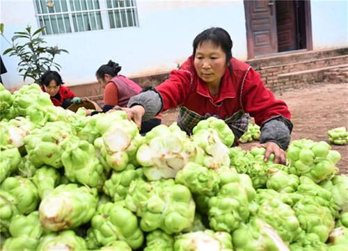 东兴区：“订单榨菜”助增收