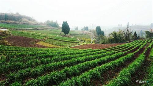 内江市市中区：小韭菜变身强村富民的“大银行”