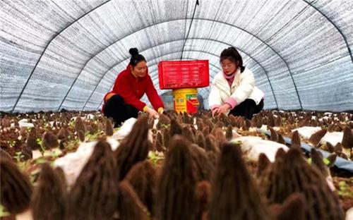 仁寿县：小小羊肚菌 增收大产业