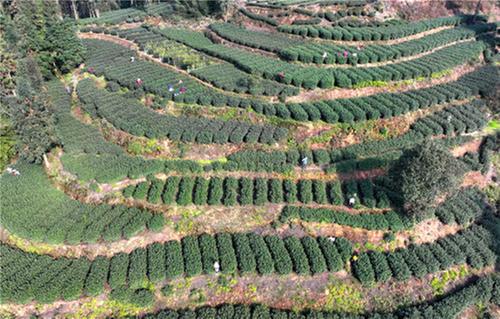 纳溪区：雨水时节采茶忙