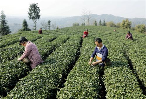 纳溪区：茶农采摘增收乐  茶企抢“鲜”赶早市