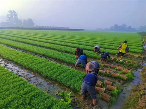 青神县获评2023年度全省农村改革工作先进县