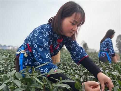 青神县：首批春茶抢“鲜”开采  自动喷灌系统显身手