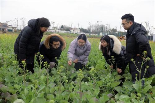 丹棱县：加强田间管理 助力增效增收