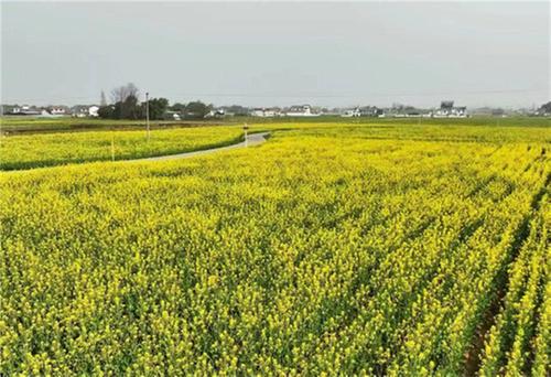青神县：油菜花开迎客来 “美丽”经济促振兴