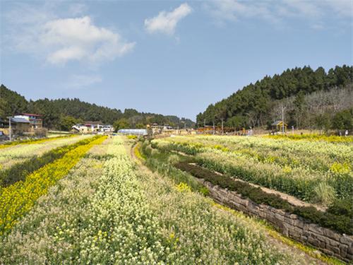 一路向东 花开向阳——简阳第二届赏花季来啦！