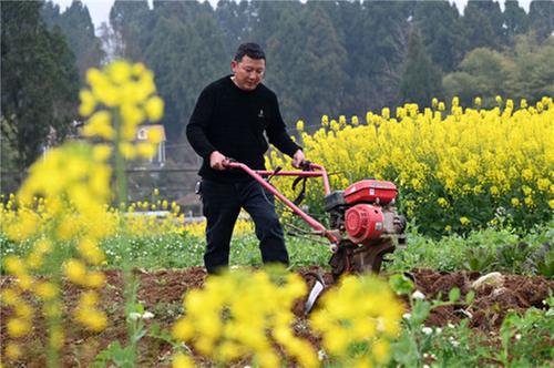 东兴区：惊蛰时节农事忙