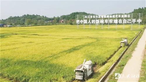 东兴区：狠抓“三农”工作 助推乡村振兴