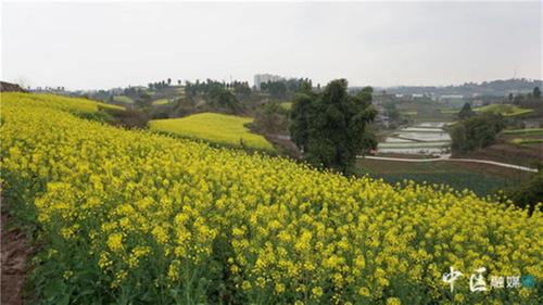 内江市市中区：撂荒土地换新颜 油菜花开美如画