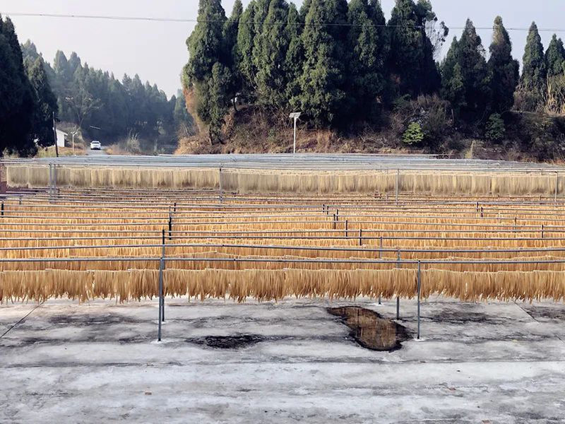 内江市市中区：红薯粉条变身“金条条”