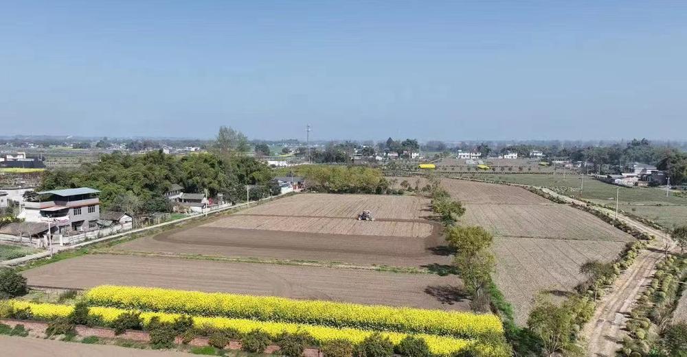 青神县：玉米大豆迎春播  先进科技助生产