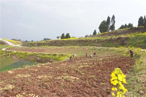 内江市市中区：“小土豆”拉动村级集体经济“大增长”