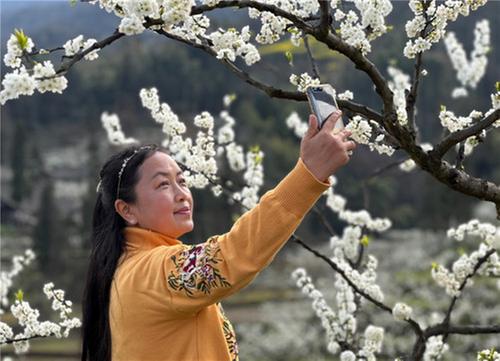 洪雅县：千亩李花繁胜雪 如画乡村产业兴