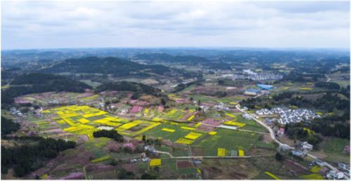 春光甚好 来简阳邂逅一片桃花