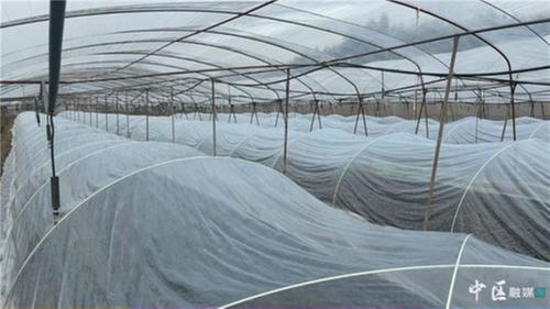 内江市市中区：万象“耕”新不负春 温室大棚育苗忙