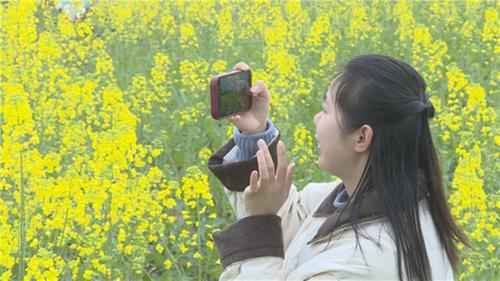 邻水县：油菜花开惹人醉  漫山遍野“黄金甲”