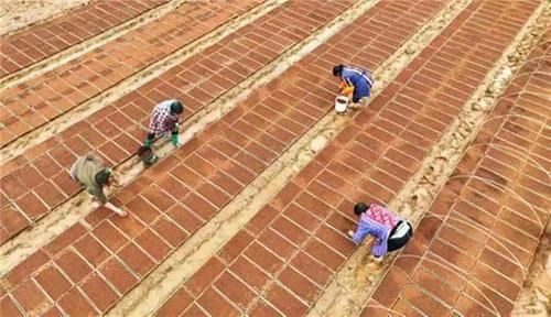  仁寿县：流水线育秧 全面拉开春耕生产序幕