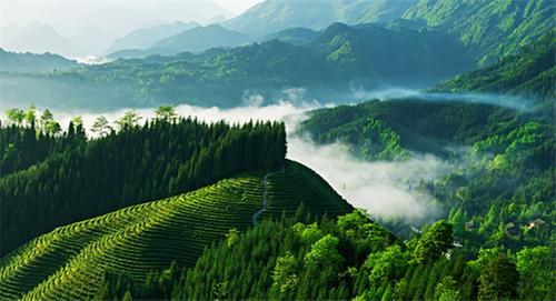 向“新”出发，洪雅县发布“瓦屋春雪”7款新品茶