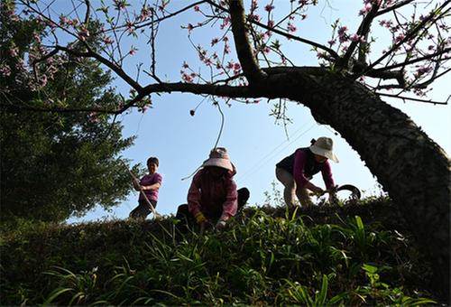 东兴区：志愿服务助力和美乡村建设