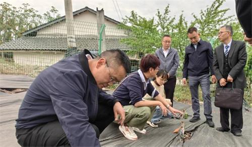 中国农业大学马会勤教授调研考察威远县无花果航天育种实验基地