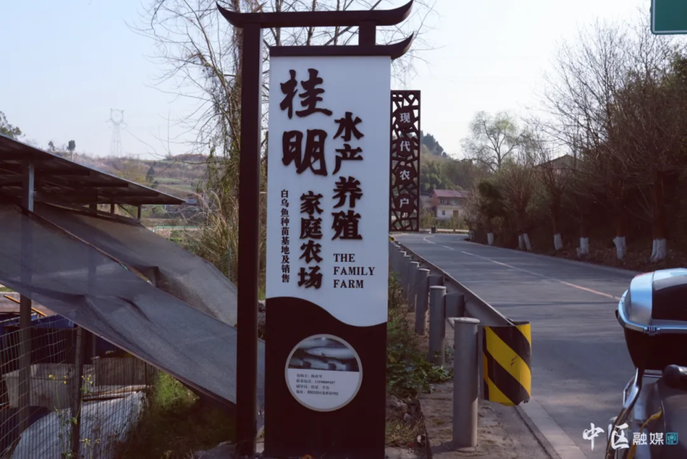 内江市市中区：水产养殖好“丰”景 小鱼养出富民大产业