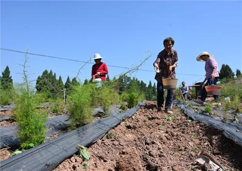 东兴区：仲春时节种粮忙